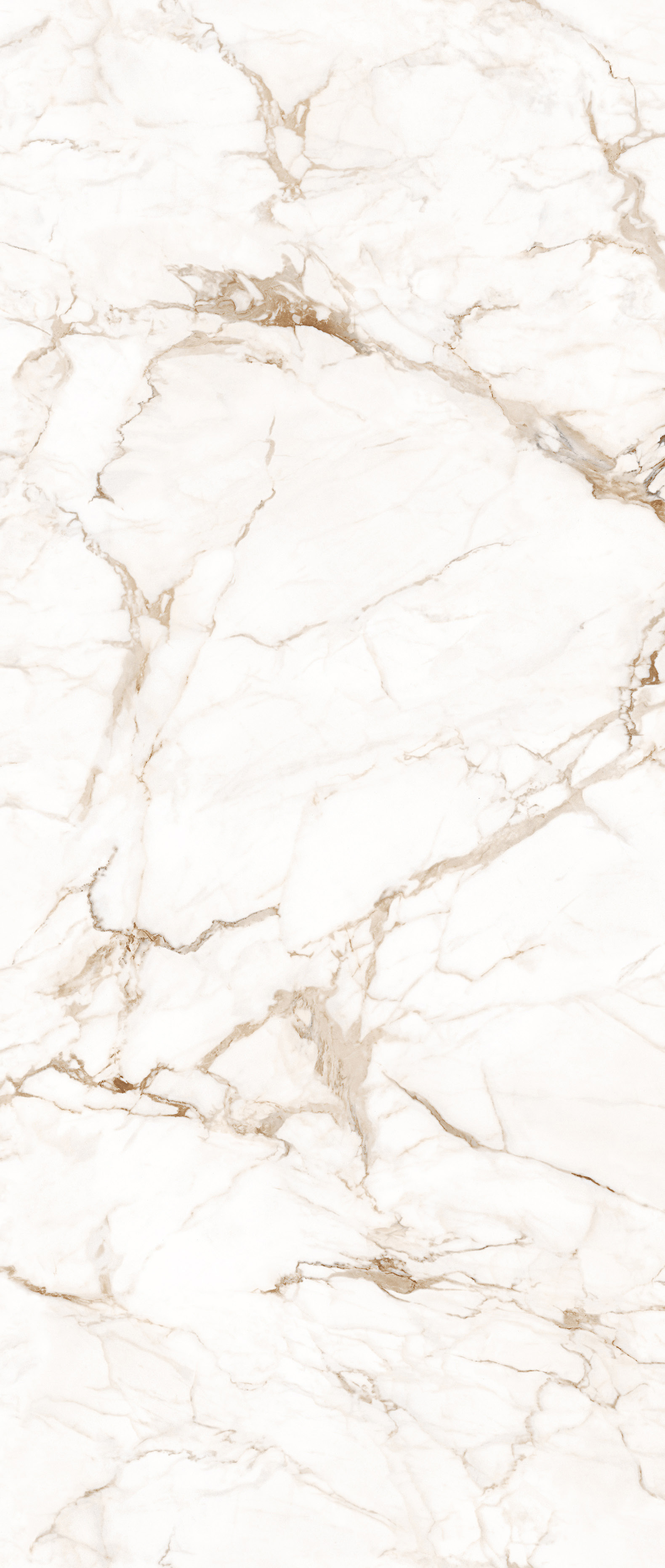 Gold Stripes Fish Belly White