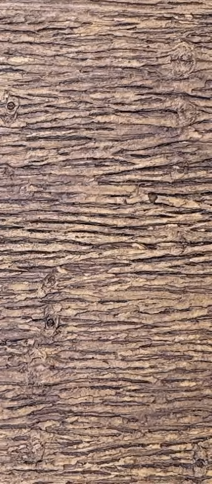 Pine Wood